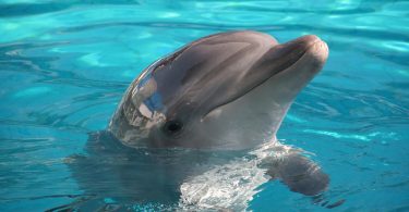 Delfines y ballenas tenerife