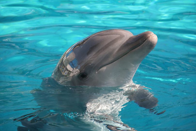 Delfines y ballenas tenerife